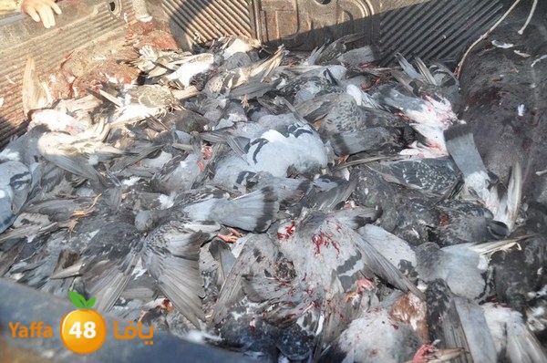 7amam lud monir 908 (71).JPG